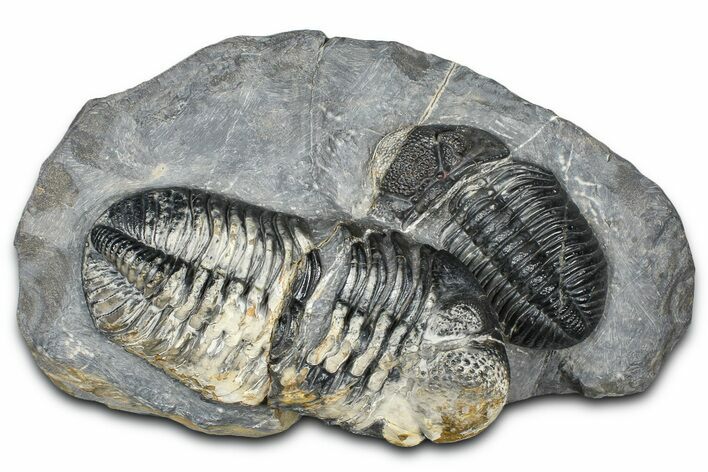 Two Huge Phacopid (Drotops) Trilobite - Issoumour, Morocco #365712